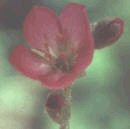 Drosera Spathulata Flower