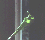 Sarracenia Flava