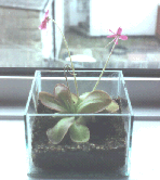 Pinguicula Caudata
