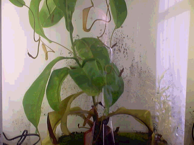 Nepenthes Growing