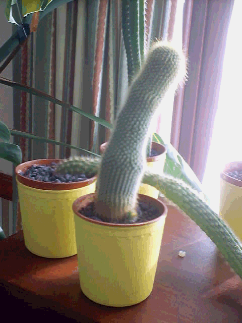 Cactus