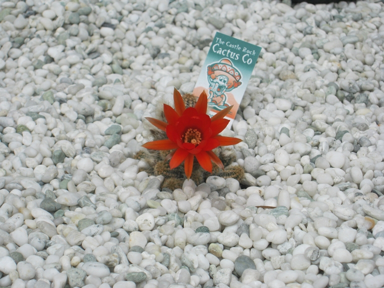 Cactus Flower